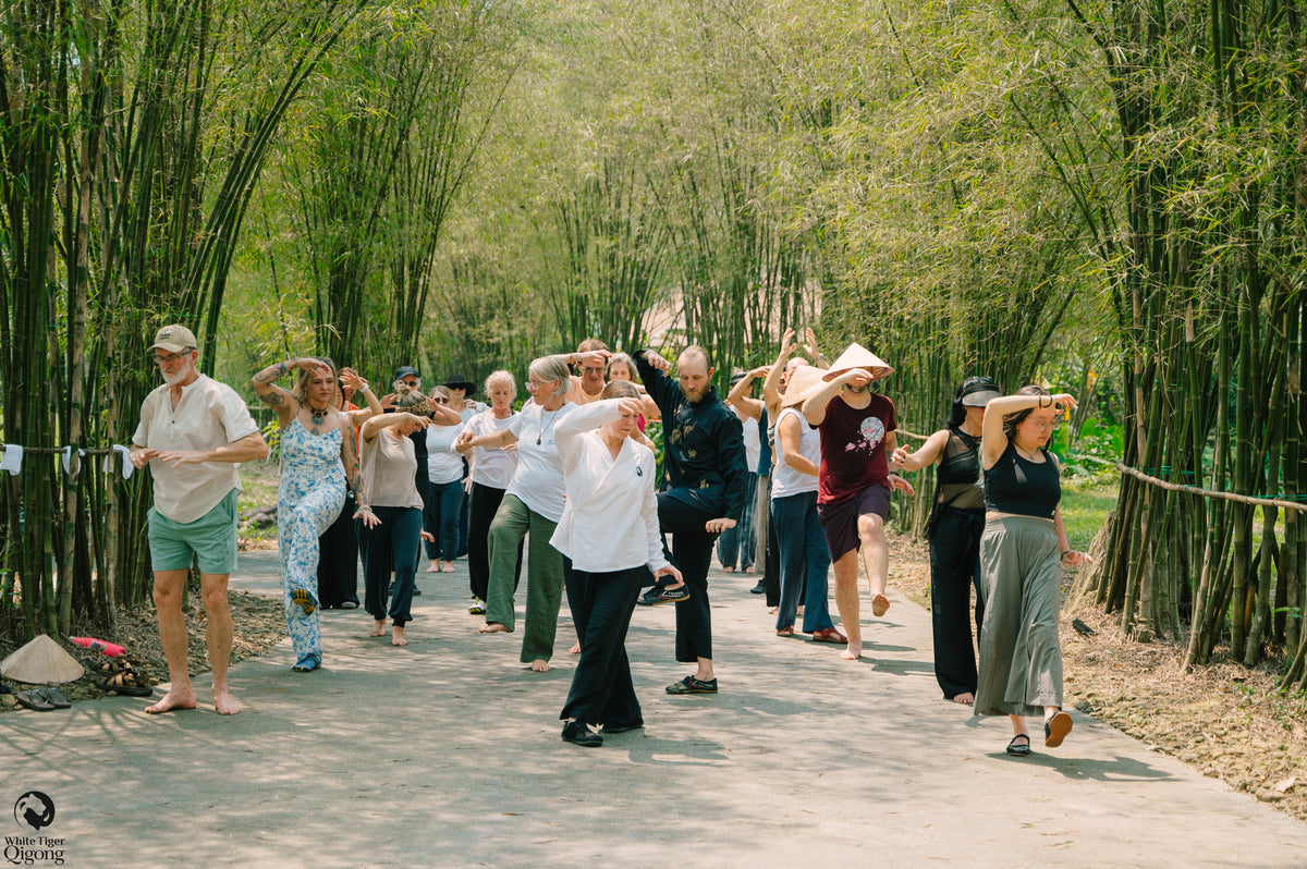 A White Tiger Qigong group practising outdoors among bamboo